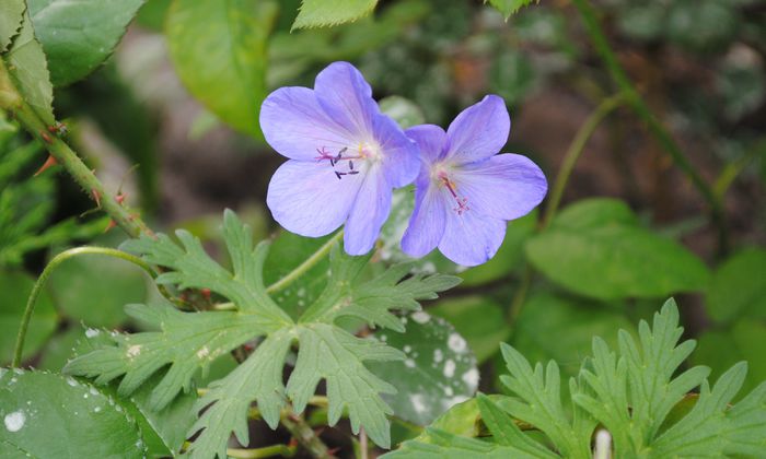 geranium johnsons-blue - 2015 plantele mele