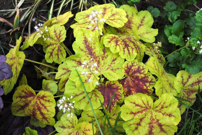 heucherella Solar Eclipse - 2015 plantele mele