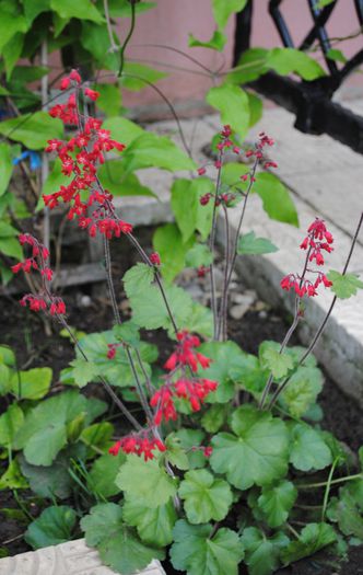 Heuchera sanguinea Ruby Bells - 2015 plantele mele