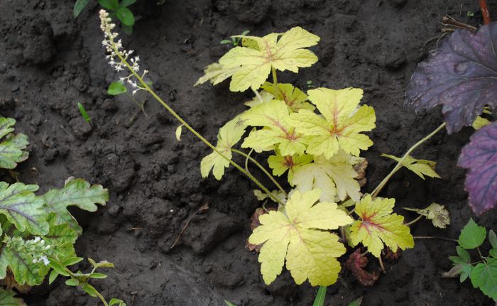 heucherella-golden-zebra - 2015 plantele mele