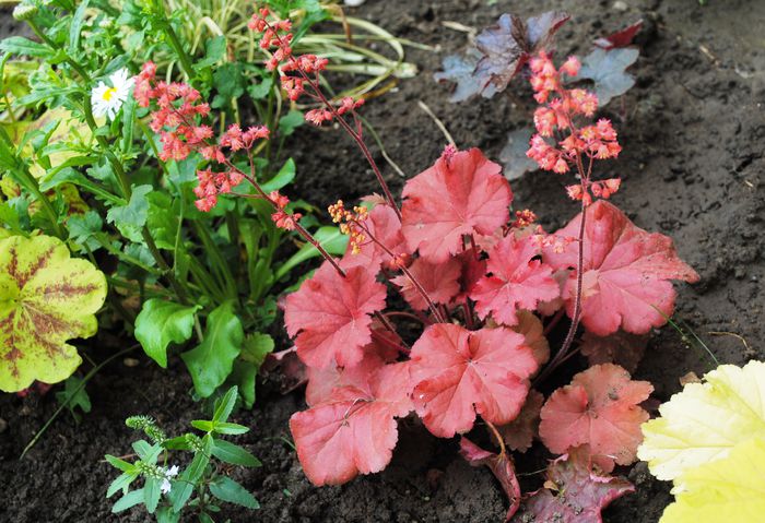 heuchera cherry-cola - 2015 plantele mele