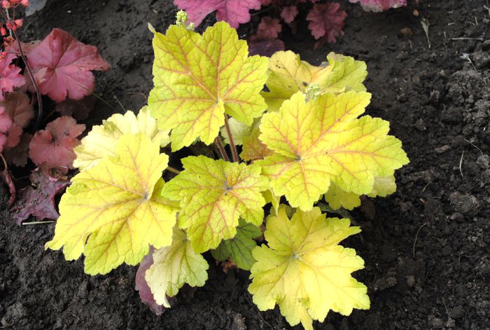 heuchera electra - 2015 plantele mele