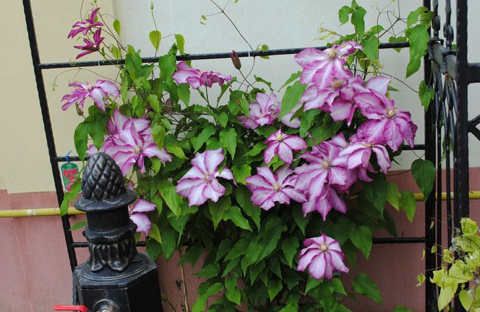 clematis Betty Risdon(anul3) - 2015 plantele mele