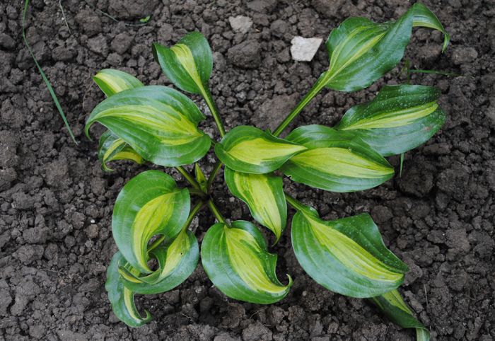 hosta "Geisha" - 2015 plantele mele