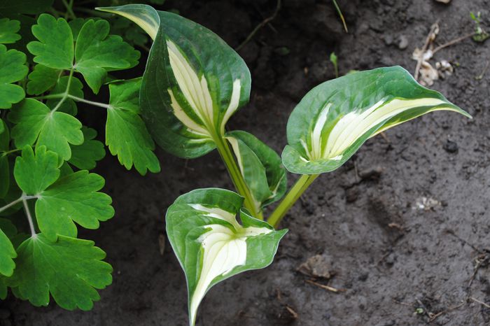 hosta War Paint - 2015 plantele mele