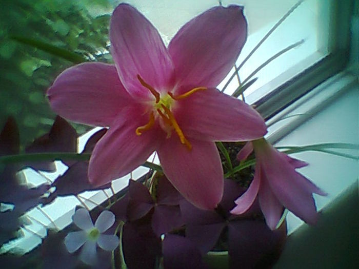 Fotogr.2221