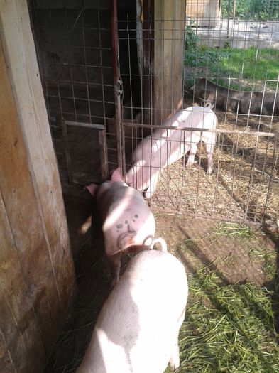 metisi-landrace-3luni - Metisi landrace 16-02-2015