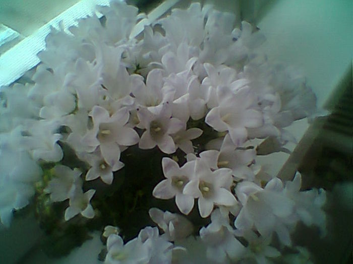 Kampanula Lactiflora