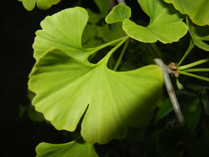 Gingko biloba (2015, April 28) - Gingko biloba