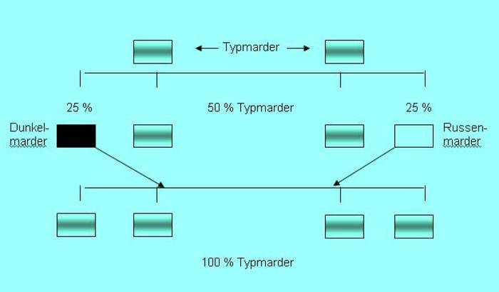 Zuchtschema - F - MARDER origine si genetica