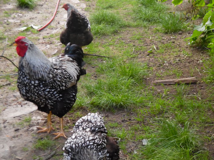 SAM_0614 - Wyandotte Argintiu