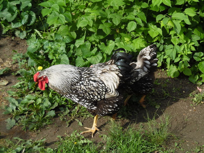 SAM_0619 - Wyandotte Argintiu