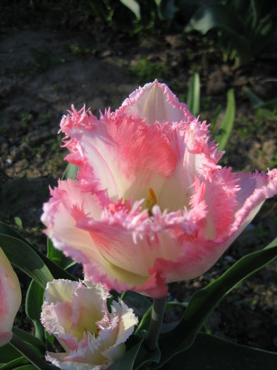 IMG_1182 - LALELE 2015