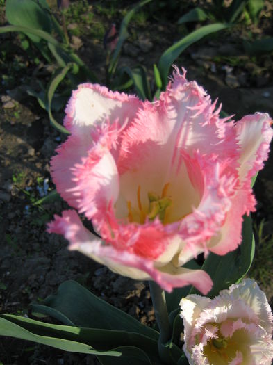 IMG_1193 - LALELE 2015