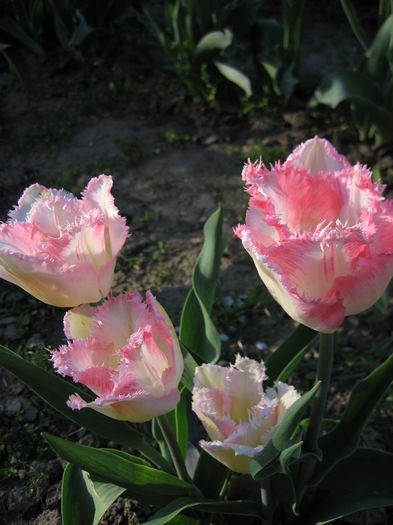 IMG_1216 - LALELE 2015