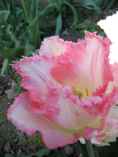 IMG_1289 - LALELE 2015