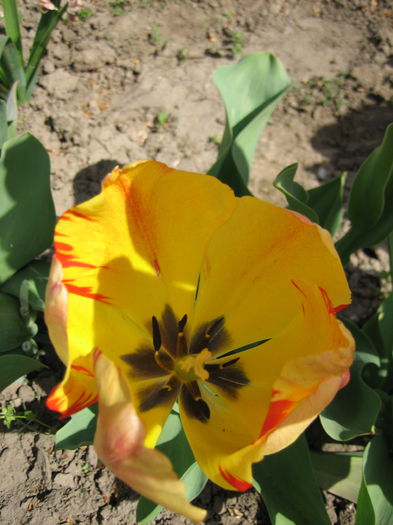 IMG_1298 - Copy - LALELE 2015