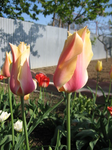 IMG_1303 - LALELE 2015