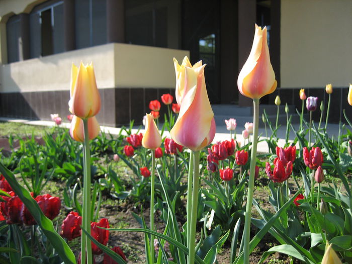 IMG_1304 - LALELE 2015