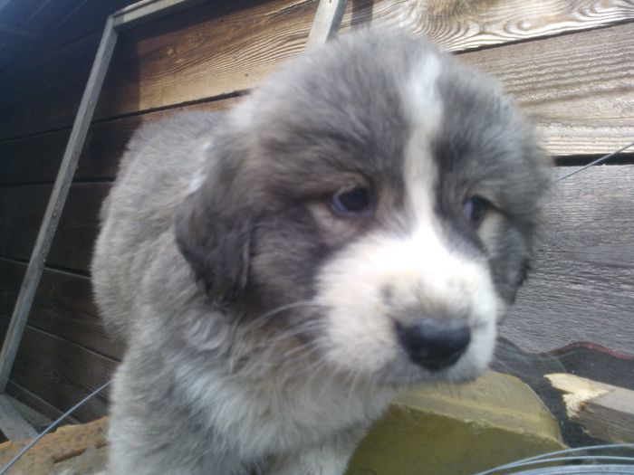 WP_001062 - caini ciobanesti de bucovina care au fost sau sunt in proprietatea mea