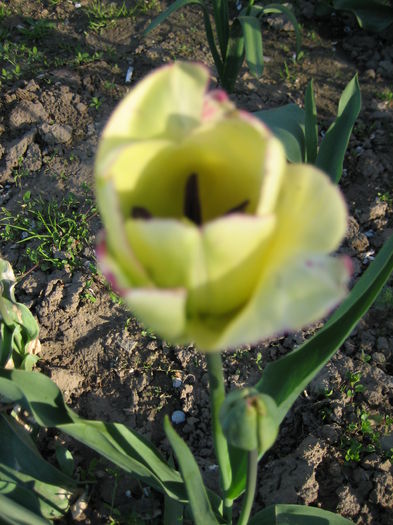 IMG_1199 - LALELE 2015