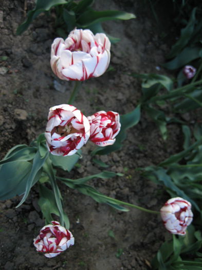 IMG_1439 - LALELE 2015