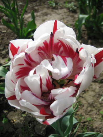 IMG_1440 - LALELE 2015