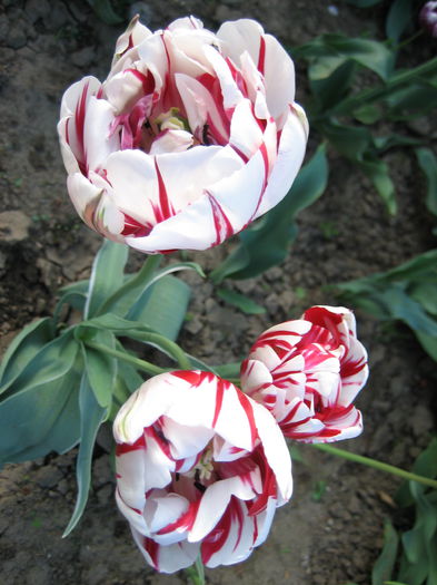 IMG_1451 - LALELE 2015