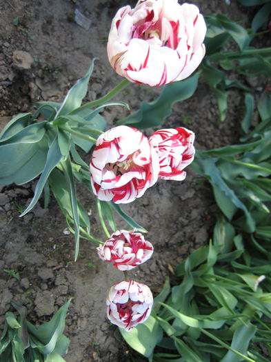 IMG_1452 - LALELE 2015