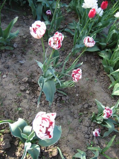 IMG_1453 - LALELE 2015