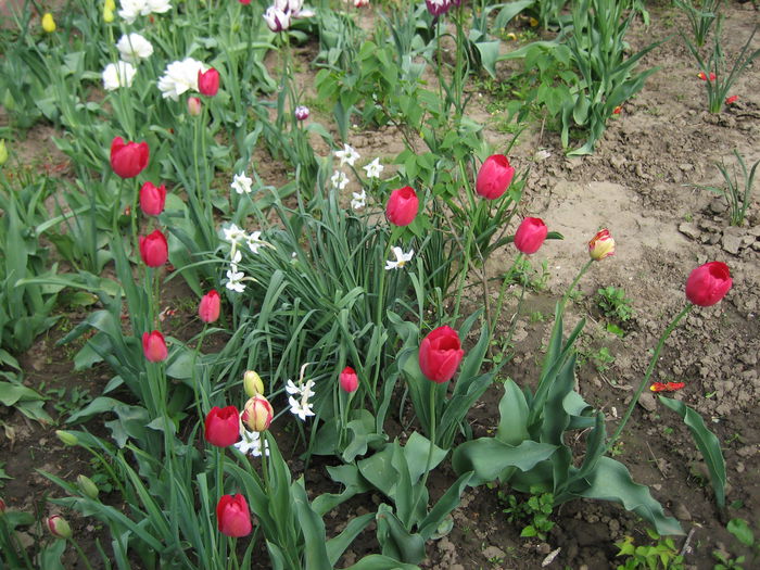 IMG_1438 - LALELE 2015