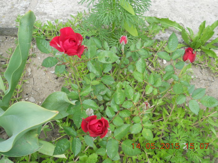 DSCN4322 - trandafiri