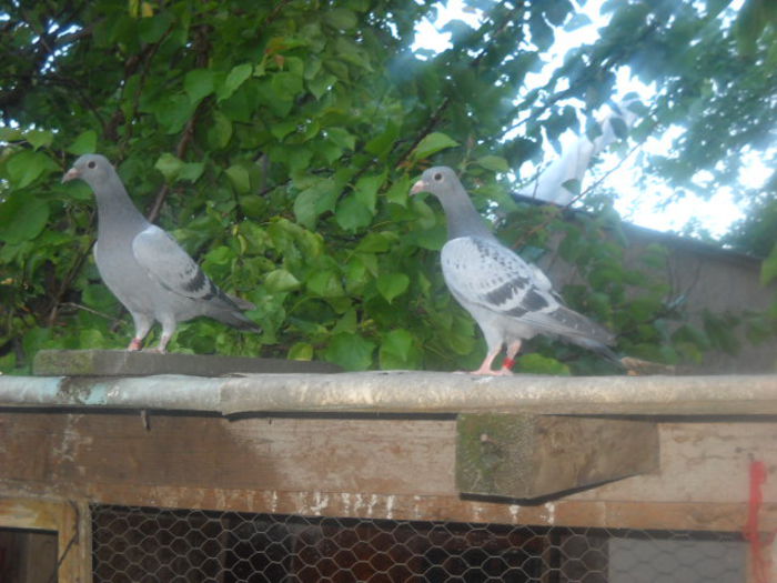 pui din perechea 3 - 1 PUI VOIAJORI 2015