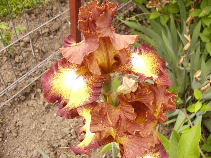 Iris Santana - ANUL 2015 I