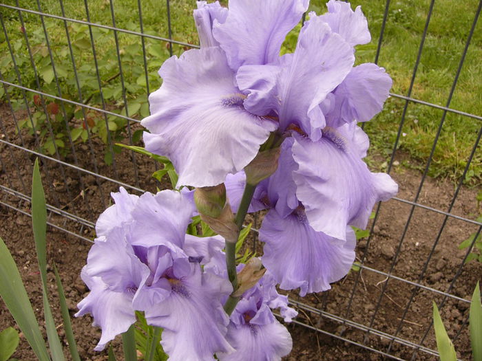 Iris Pacific Mist - ANUL 2015 I