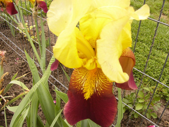 P1230733 - ANUL 2015 I