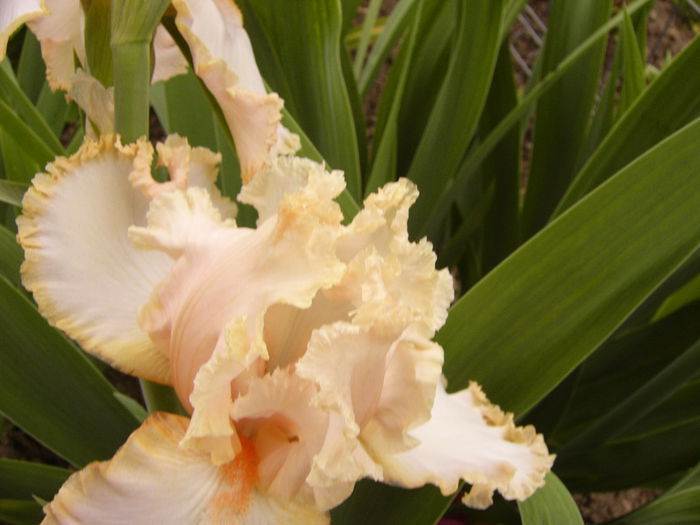 Iris Queen of Hearth