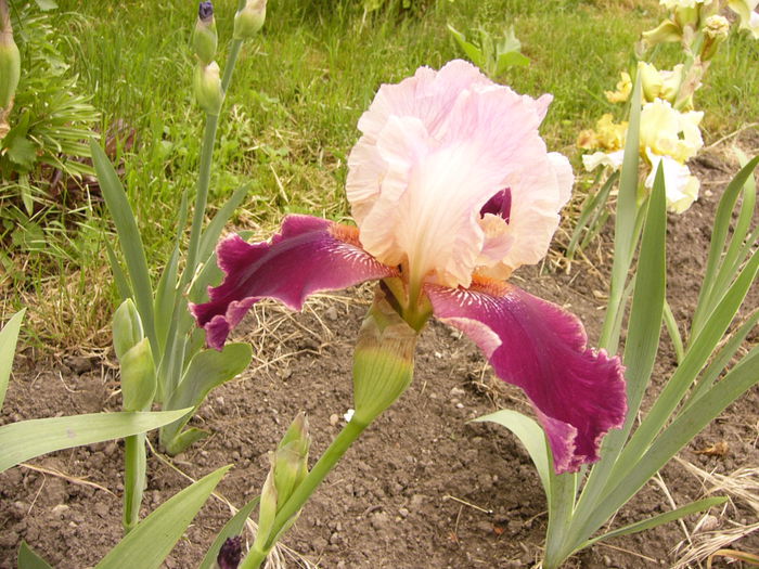 Iris Latin Lover