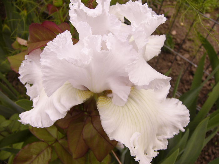 Iris Pure as The - ANUL 2015 I