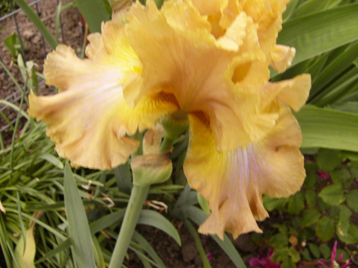 Iris Sheer Poetry
