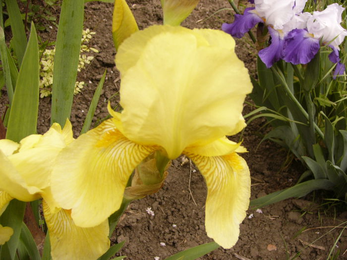 Iris Sangreal