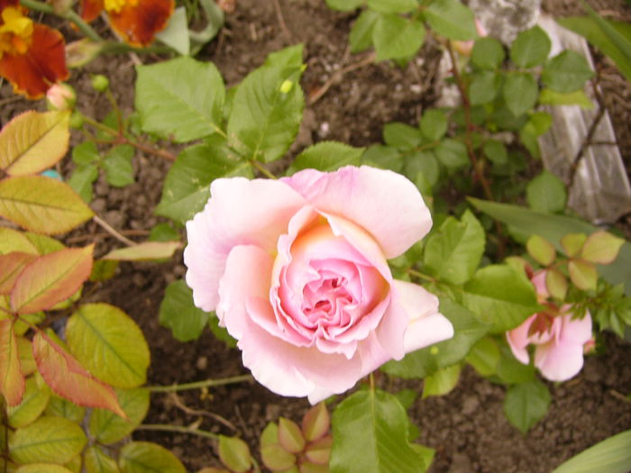 Rosa Dimov-urcator-