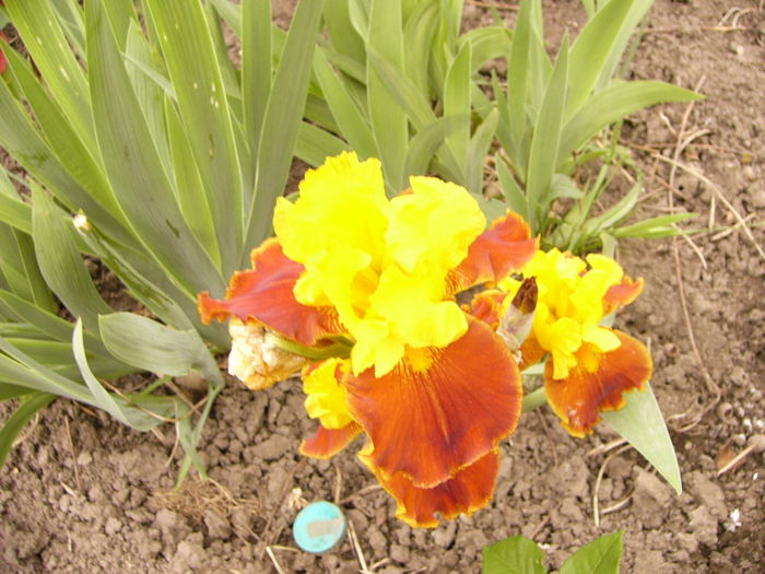 Iris All the Jazz