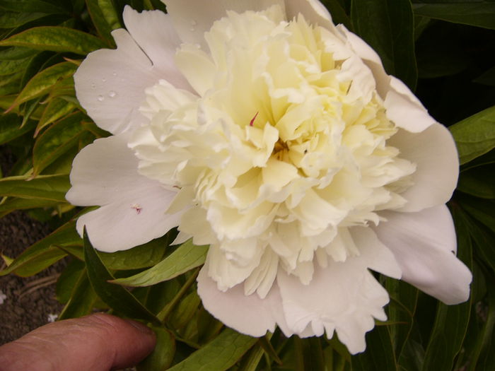 P1230773