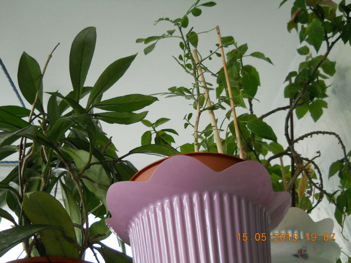 hoya si muraya