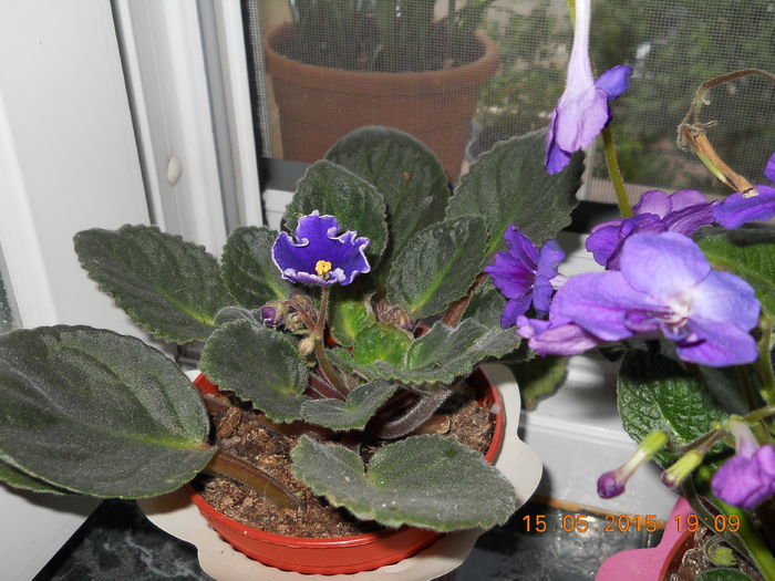 violeta - SPLENDORILE VERII 2015