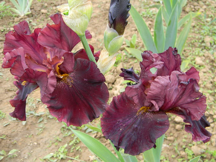 Raptor red - Irisi 2015