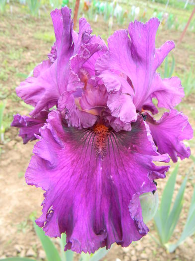 Who's a toff - Irisi 2015