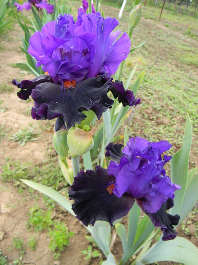 Wild wings - Irisi 2015