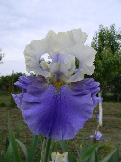 Dream of you - Irisi 2015